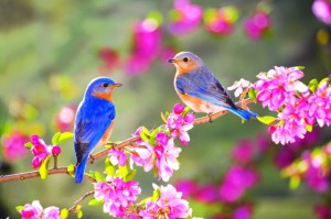 Vogel-Garten-Frühling