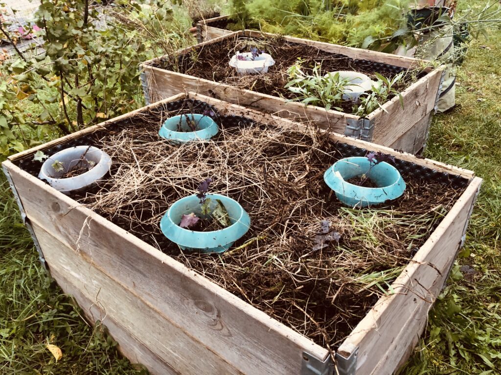 Frisch gepflanzte Federkohlsetzlinge im Gleisgarten