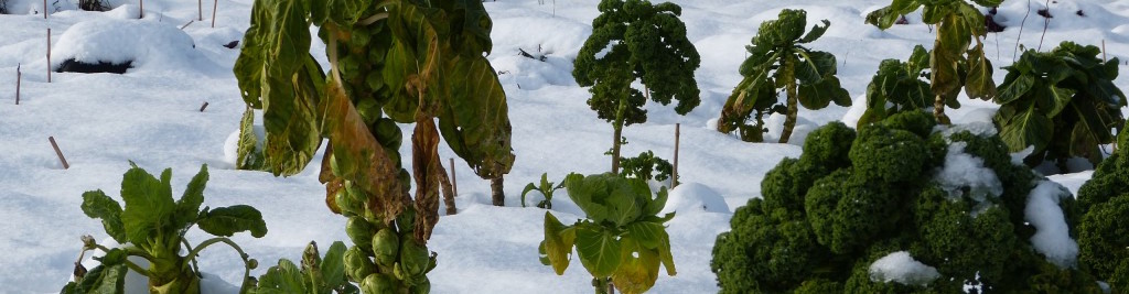 Rosenkohl im Winter | Neugarten
